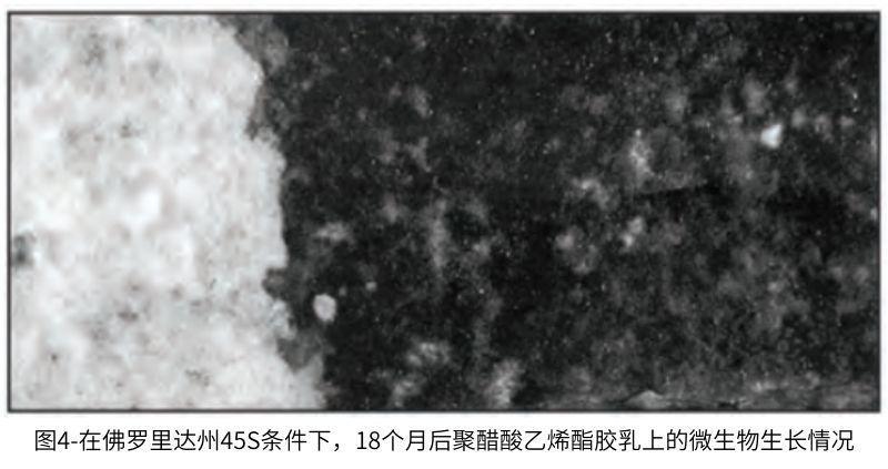 圖4在佛羅里達州45S條件下，18個月后聚醋酸乙烯酯膠乳上的微生物生長情況