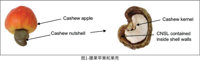 圖1-腰果蘋果和果殼_副本